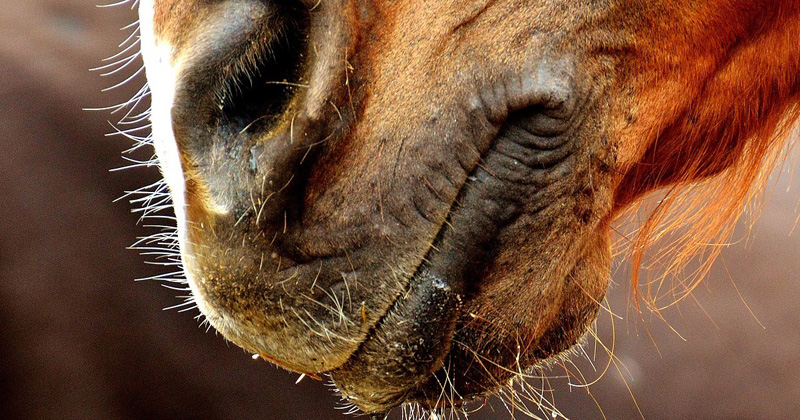 AGRAVIS-Tipps zur Vorbeugung des Herpesvirus bei Pferden