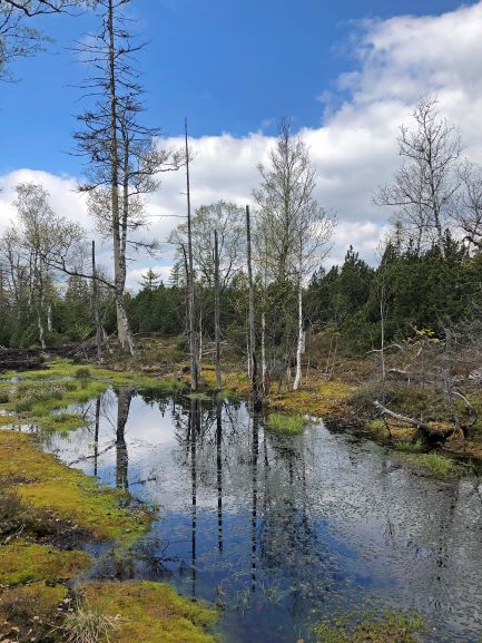 Der Nationalpark Bayerischer Wald wächst