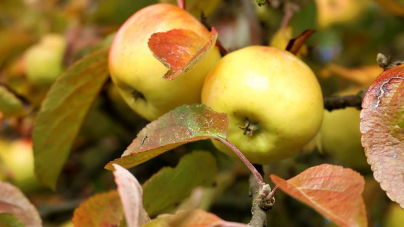 Bindehautentzündung durch Allergie – was Augentropfen leisten