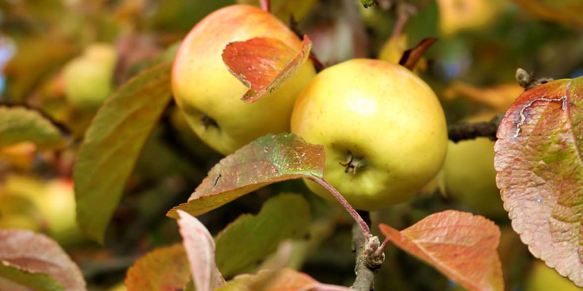 Bindehautentzündung durch Allergie – was Augentropfen leisten