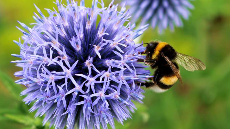 Antiallergische Augentropfen: Symptomen gezielt vorbeugen