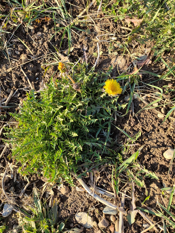 Unkraut oder natürliche Superfoods