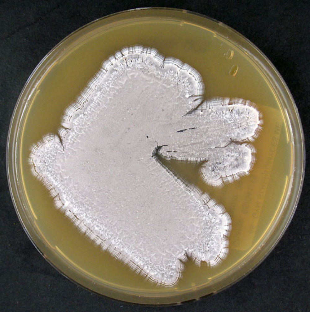 Neue Erkenntnisse zur Regulation der Antibiotikaproduktion in Bakterien
