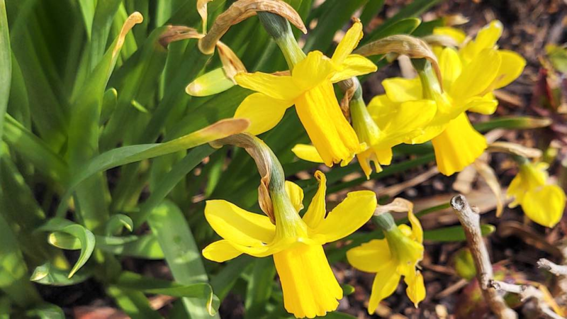 Allergien im Alter: Augentropfen lindern Beschwerden