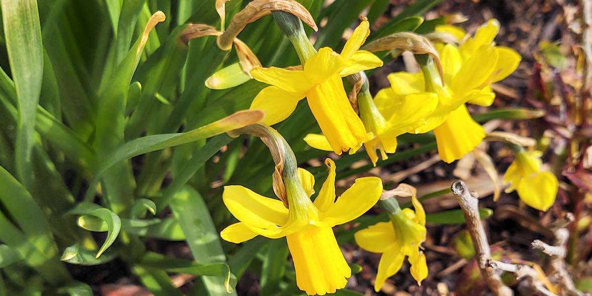 Allergien im Alter: Augentropfen lindern Beschwerden