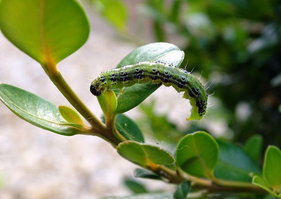 Fruehjahrszeit ist Schaedlings- und Pflegezeit im Garten