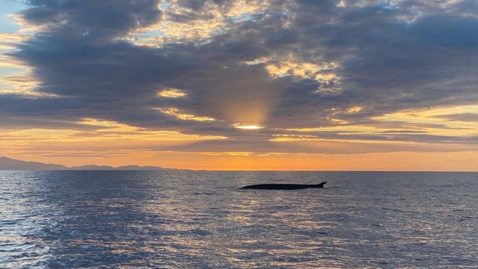 Wale zieht es zum Capo Sant’Andrea