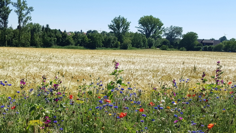 Klimawandel fördert Allergien – Augentropfen gezielt einsetzen