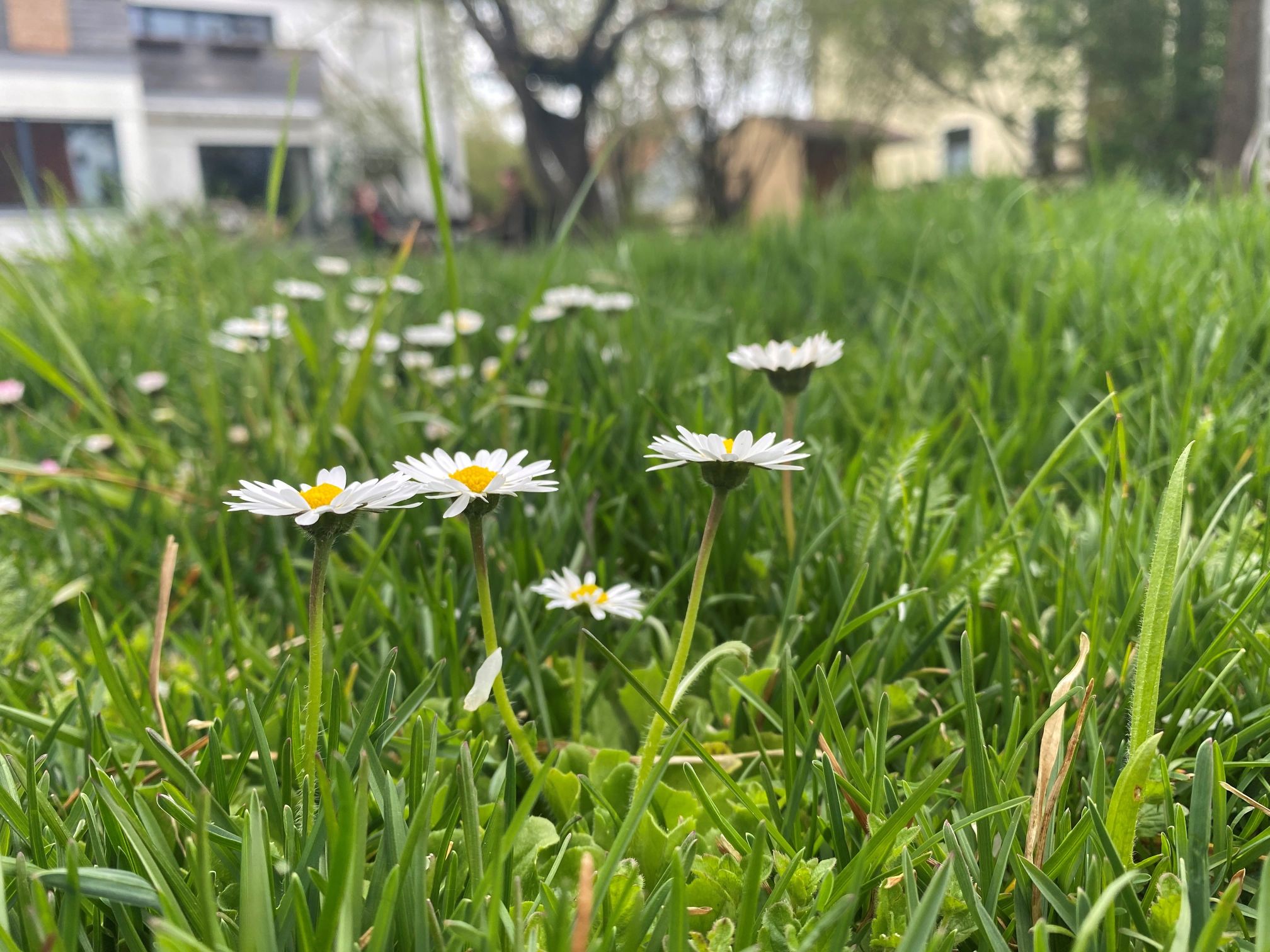 Bienenretter Wildblumenwiesen