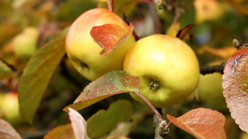 Reaktion bei Allergie mit Augentropfen lindern