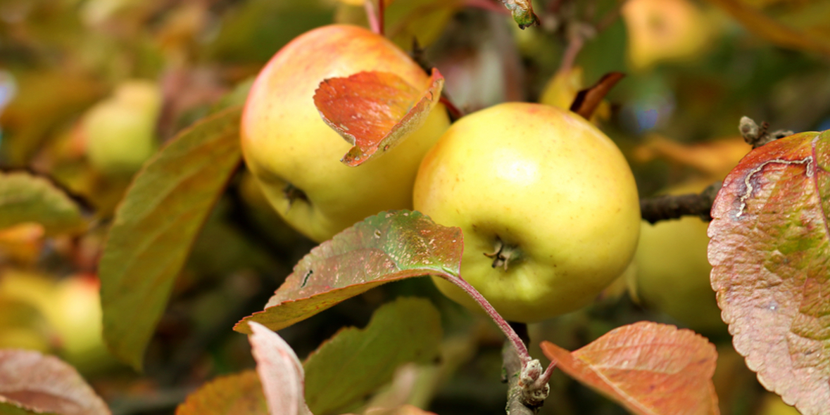 Reaktion bei Allergie mit Augentropfen lindern