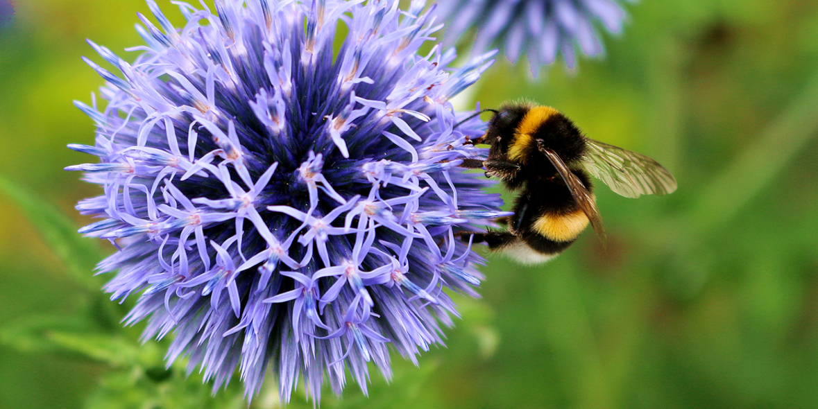 Allergie und Klimawandel – Augentropfen lindern Symptome