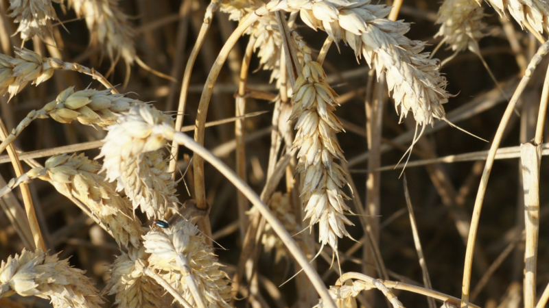 AGRAVIS-Experte Bernhard Chilla analysiert das Getreideangebot 2020/21