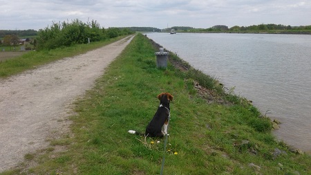 Schwimmen mit Hunden im Sommer