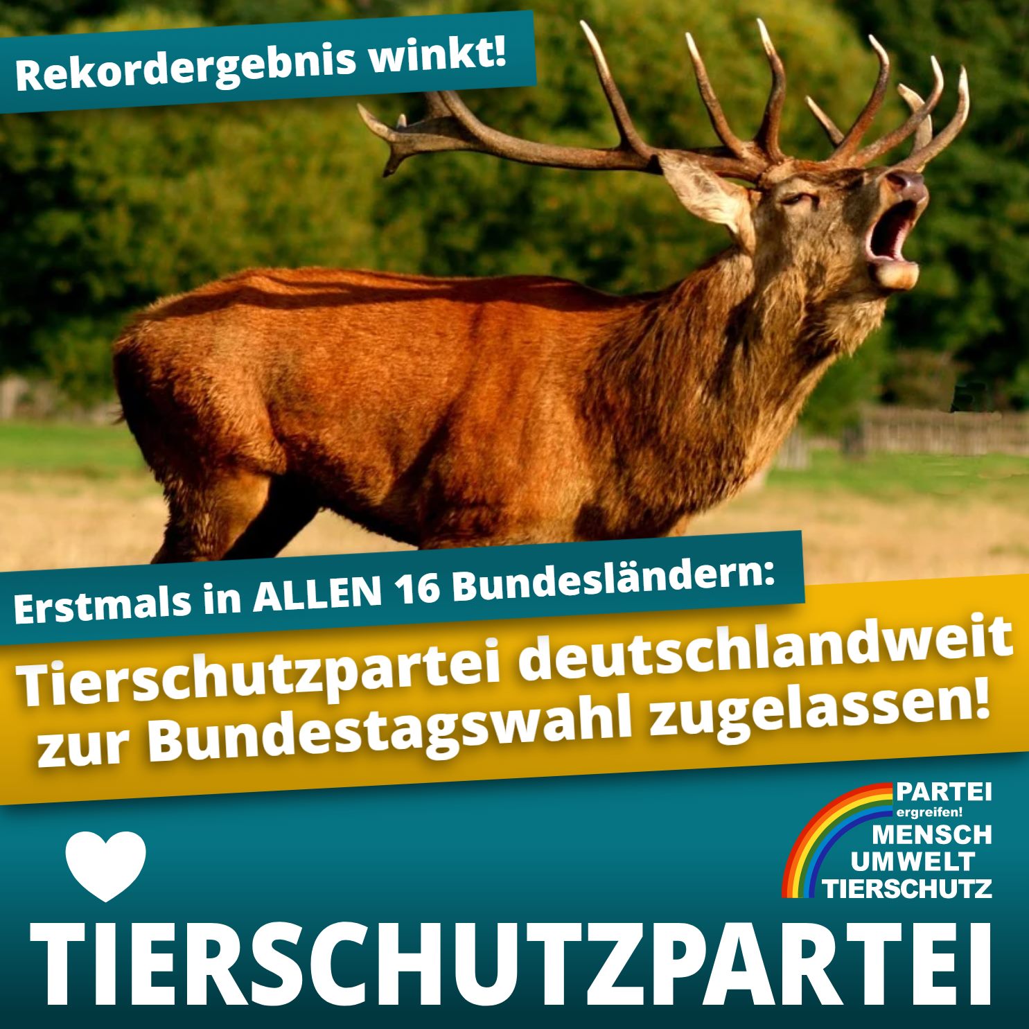 Erstmals tritt die Tierschutzpartei bundesweit an