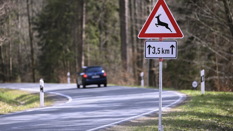 Geschwindigkeit anpassen und Wildunfall vermeiden