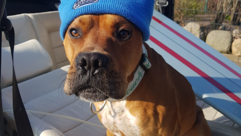 Auf den Hund gekommen