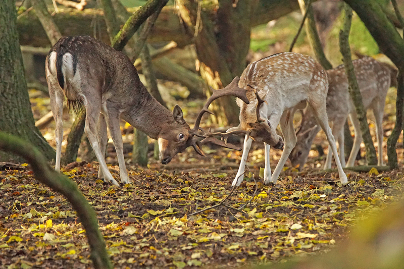 Wilder Oktober: Wenn Zandvoorts Hirsche röhren…