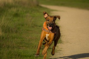 Nach Corona: Hunde sind die idealen Sportpartner