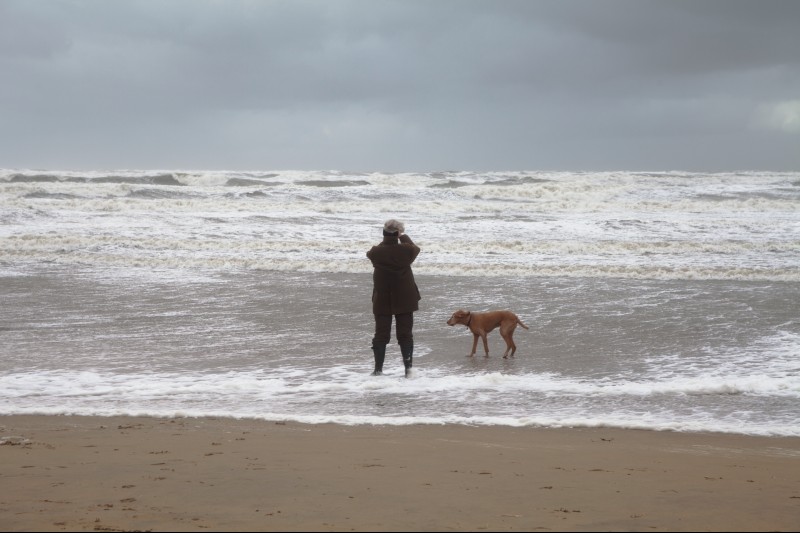 Urlaub mit Hund: Zandvoorts Strand heißt Vierbeiner herzlich willkommen