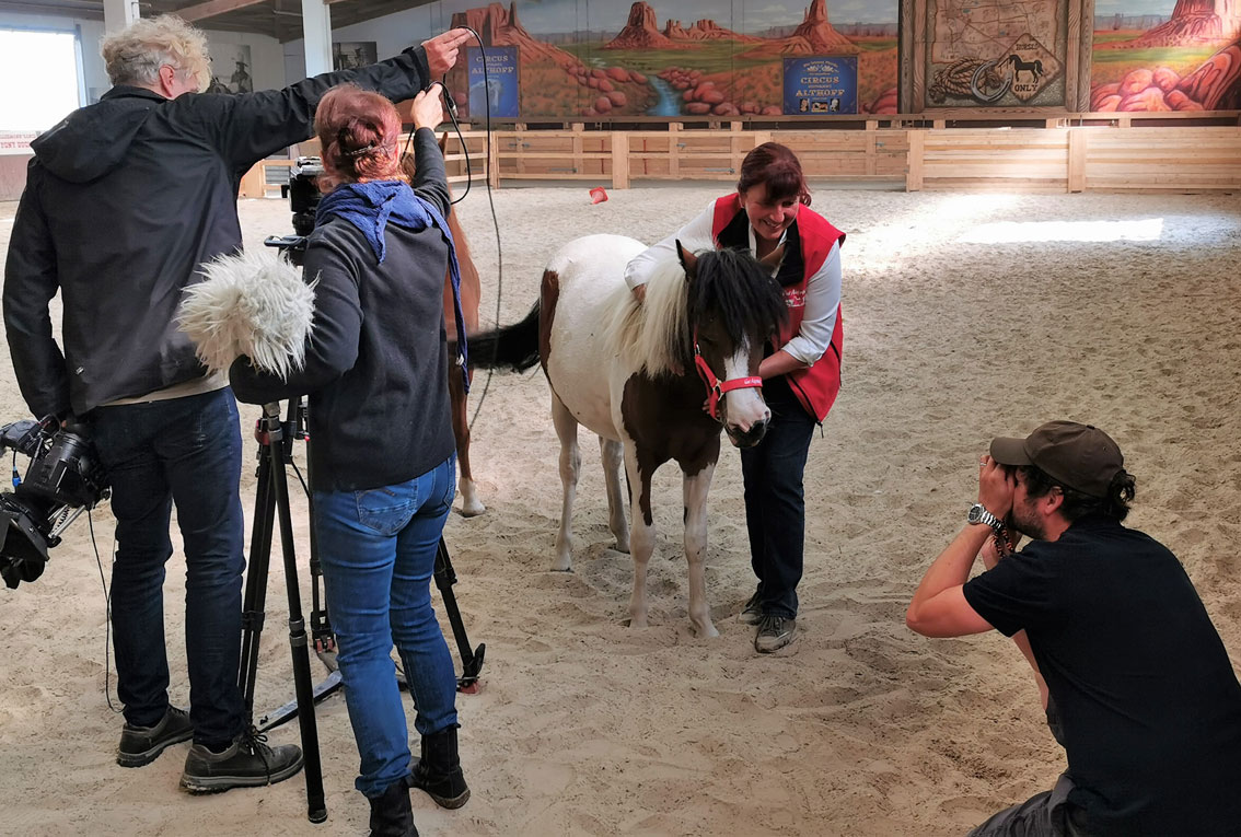 Pony „Schnütchen“ wird TV-Star