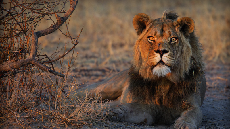 SAVE LIONS – Neues Löwenschutzprojekt in Botswana