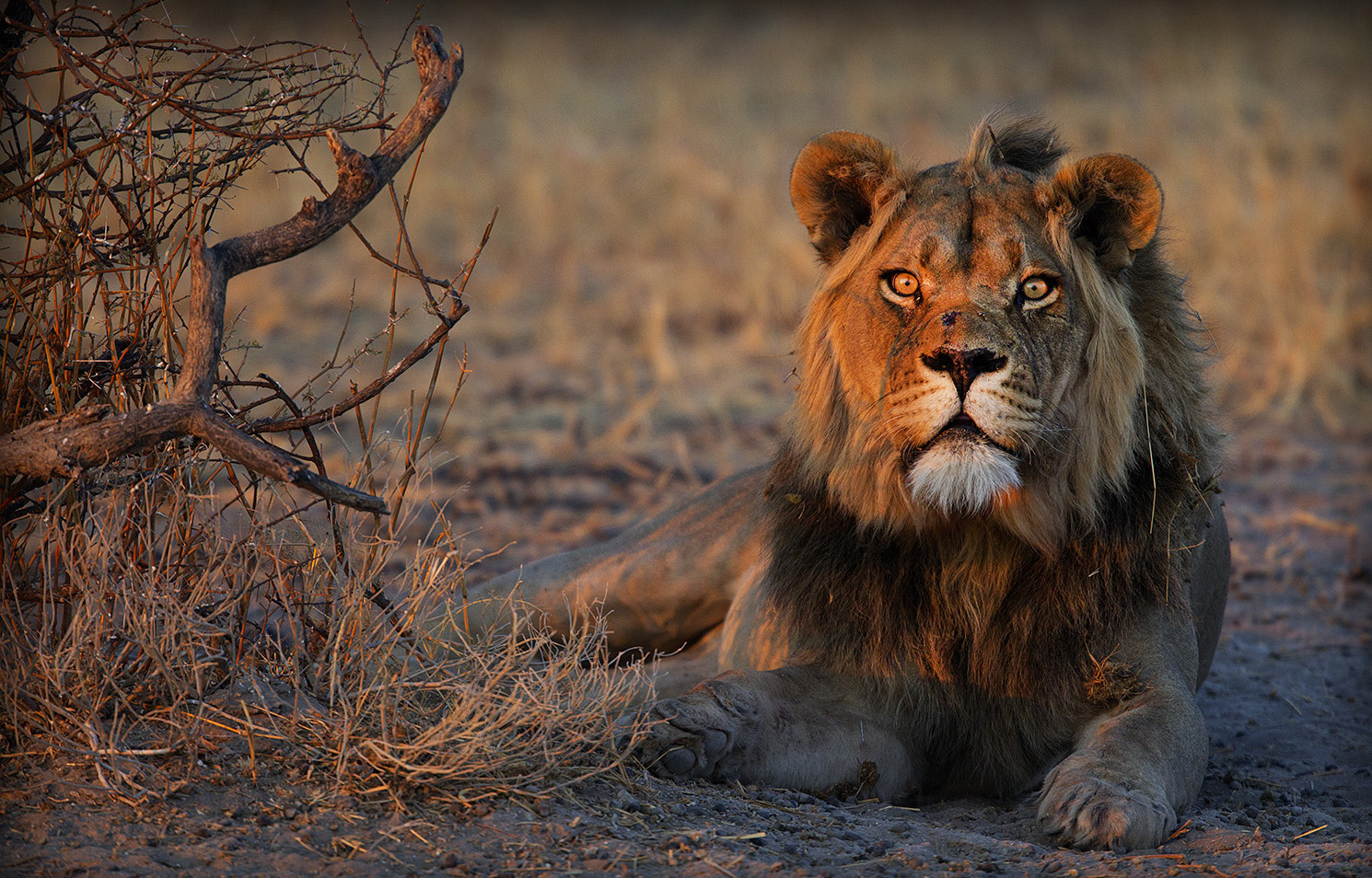 SAVE LIONS – Neues Löwenschutzprojekt in Botswana