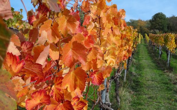 Gerade im Herbst ein Highlight: Weinprobe in der Pfalz
