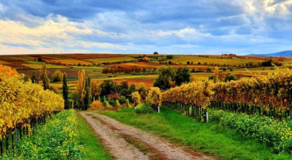 Faszination Pfalz im Herbst bei einer Weinwanderung erleben