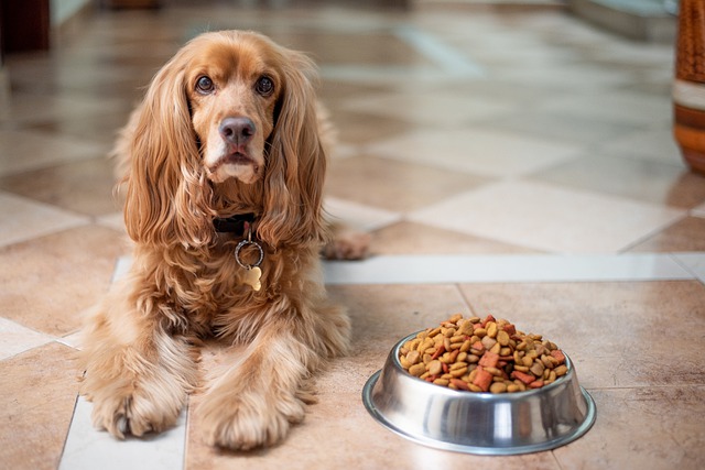 Die optimale Ernährung für Hunde-ein kleiner Ratgeber