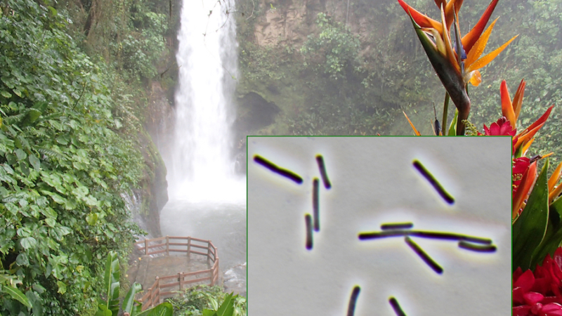 Das Leibniz-Institut DSMZ schließt ein Abkommen mit Costa Rica