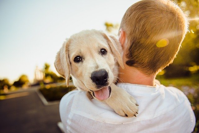 Wie finde ich das passende Hundetraining