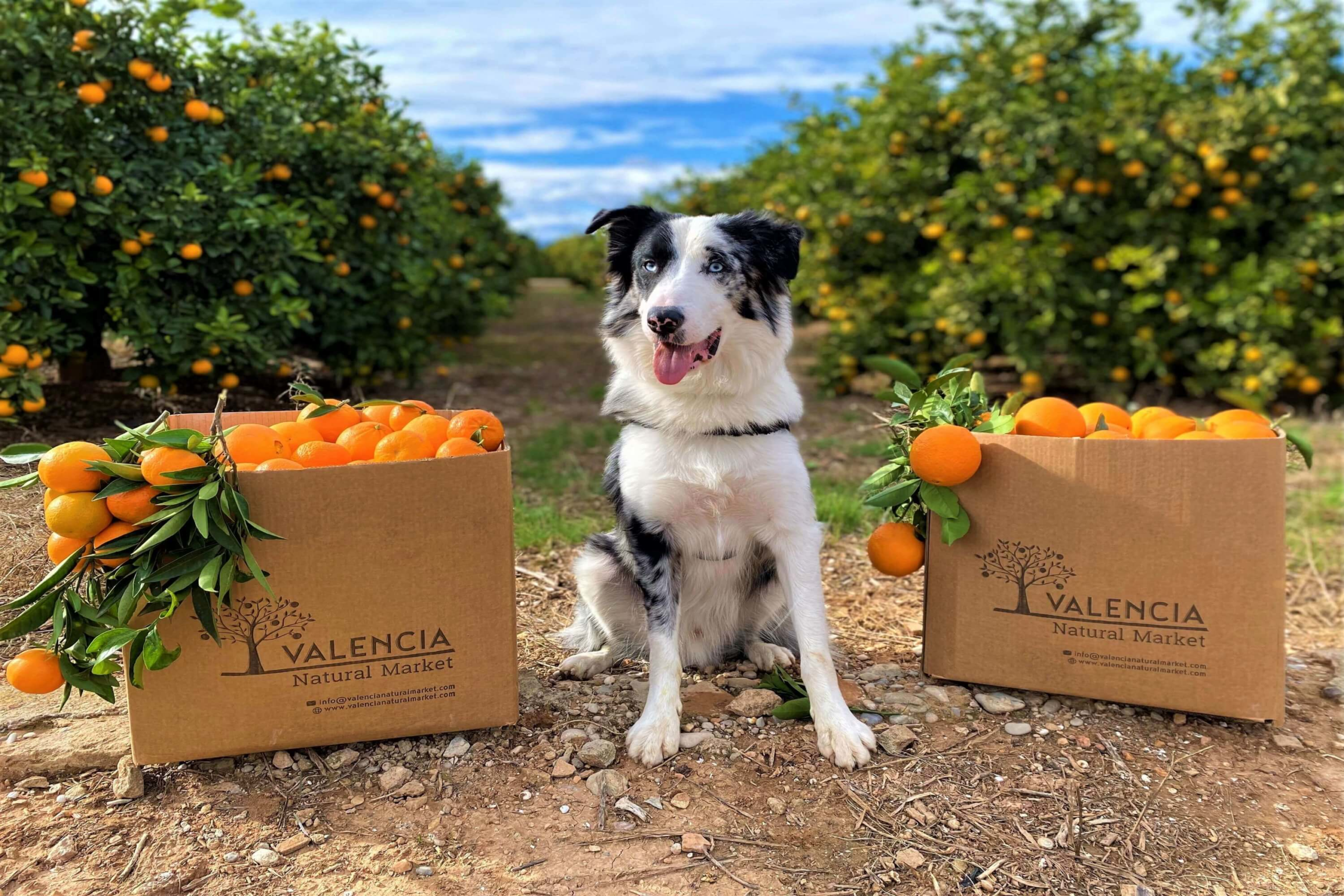 Valencia Orangen direkt vom Baum