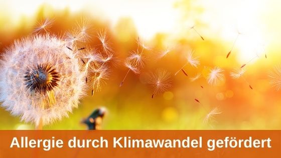 Allergie durch Klimawandel gefördert