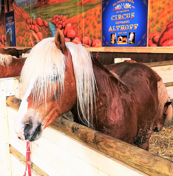 HERANO – Seine Manege ist nun im Himmelszelt