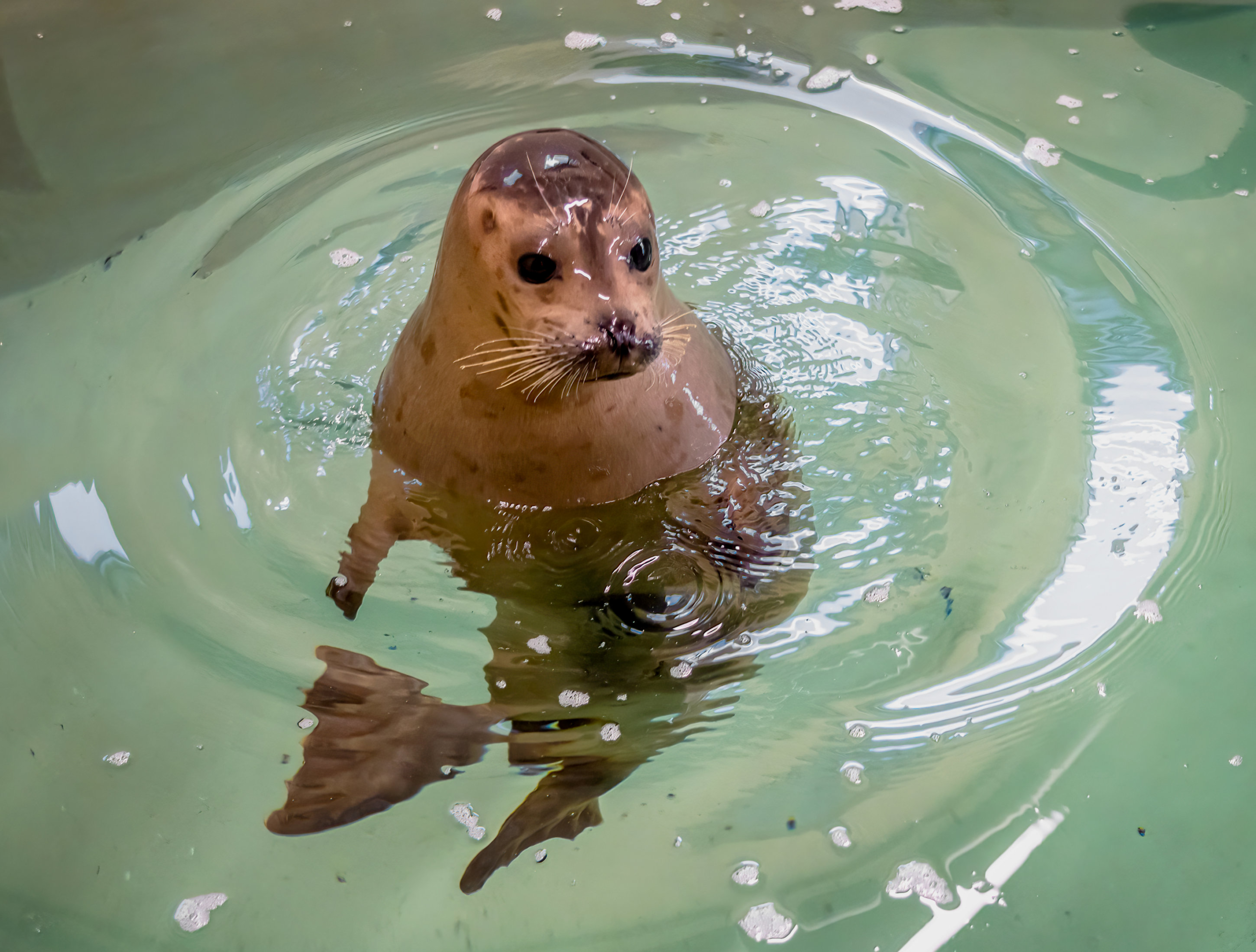 Seehund Javier wird der neue Star im Virginia Aquarium von Virginia Beach