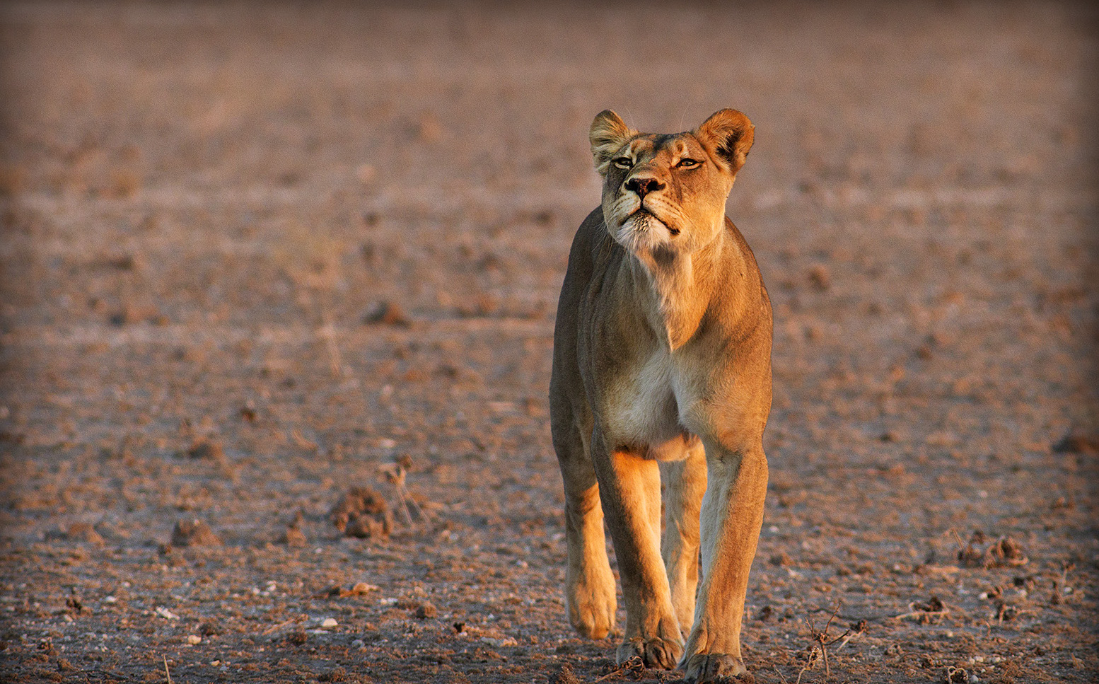 SAVE Lions – Kein Löwe soll mehr sterben!