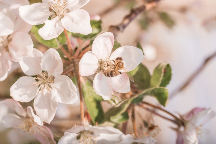 Bienen und Artenvielfalt schützen