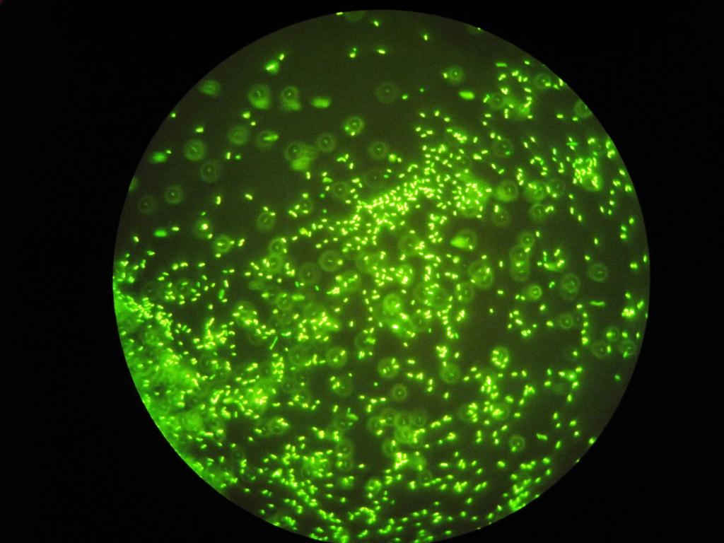 Mit gesunden Bakterien therapieren ist der nächste Schritt