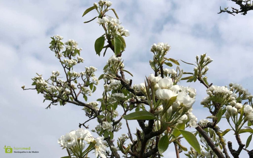 Naturheilverfahren wie Homöopathie weit verbreitet