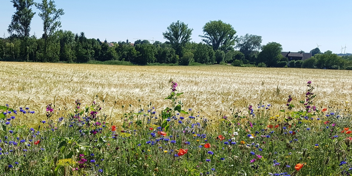 Klimawandel fördert Allergien – Augentropfen gezielt einsetzen