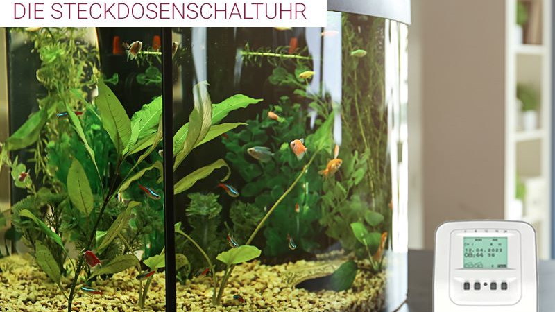 Die Geschichte einer Reise, eines Aquariums und einer Zeitschaltuhr