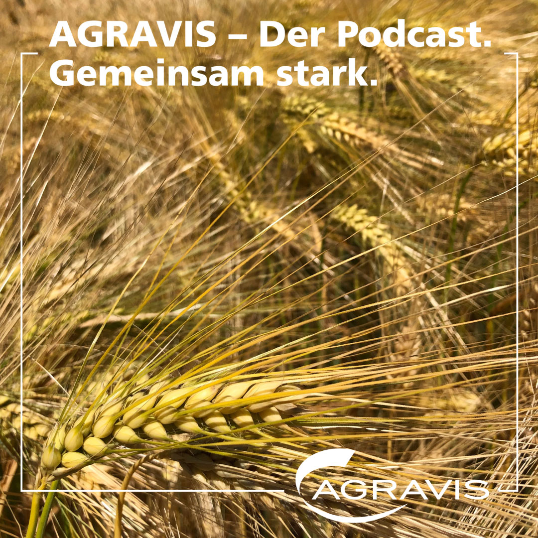 AGRAVIS-Podcast: Exklusive Ernte-Einblicke und Markteinschätzungen