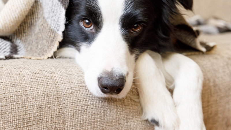 Macht mein Hund das absichtlich?
