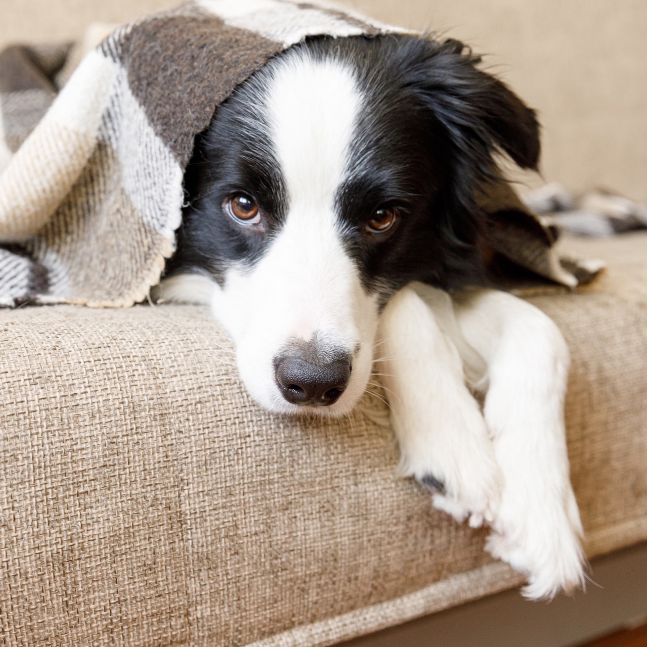 Macht mein Hund das absichtlich?