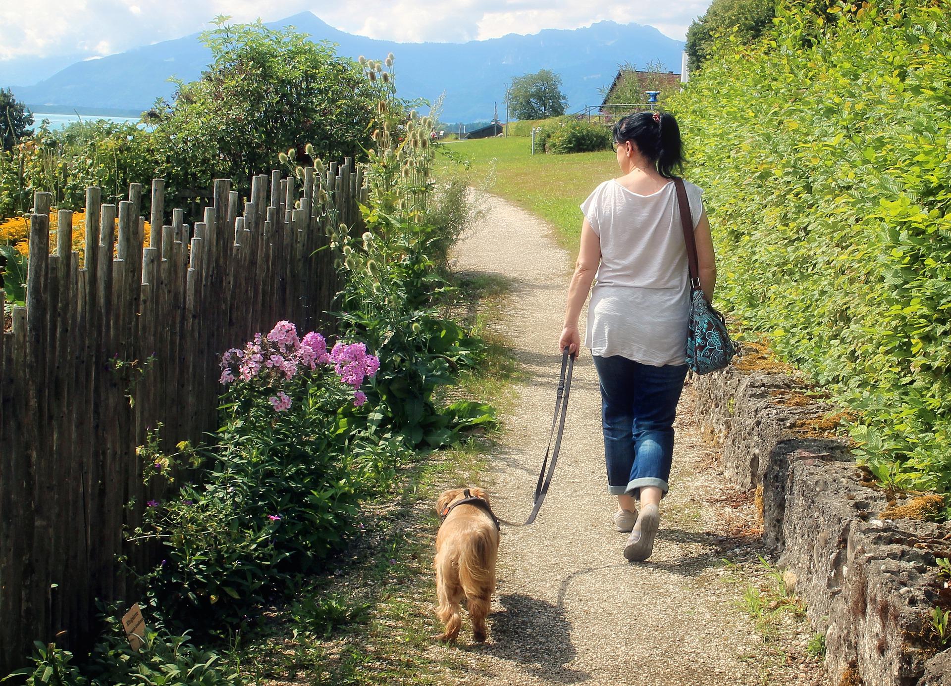 Wer haftet beim Gassigehen mit einem fremden Hund?