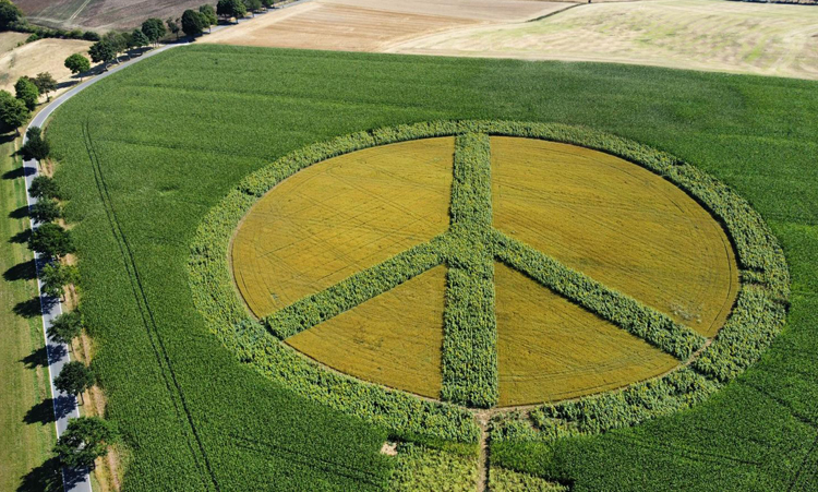 Ein blühendes Friedenssymbol dank AGRAVIS NetFarming