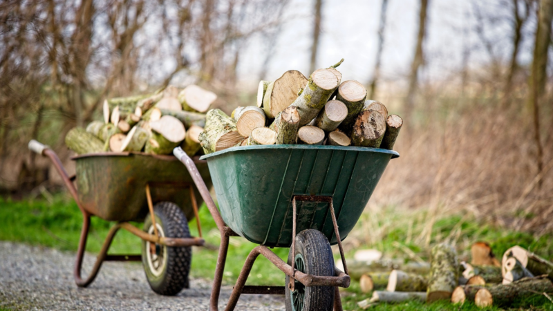 Trotz Energiekrise: Holz im Wald sammeln ist Diebstahl