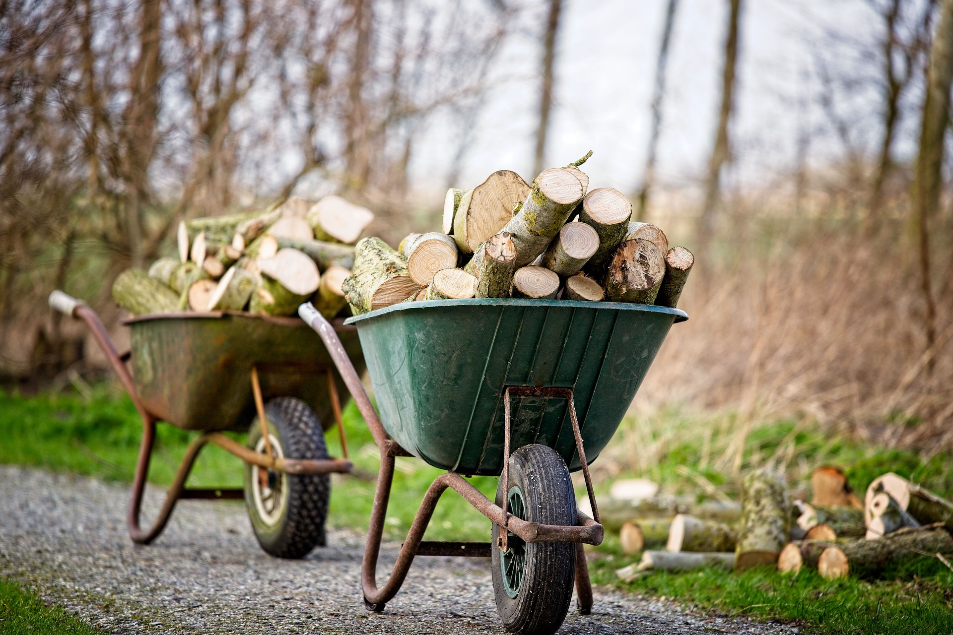 Trotz Energiekrise: Holz im Wald sammeln ist Diebstahl