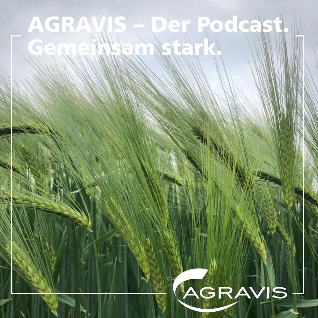 AGRAVIS-Podcast: Gersten-Aussaat – Teil 2 der Herbst-Reihe